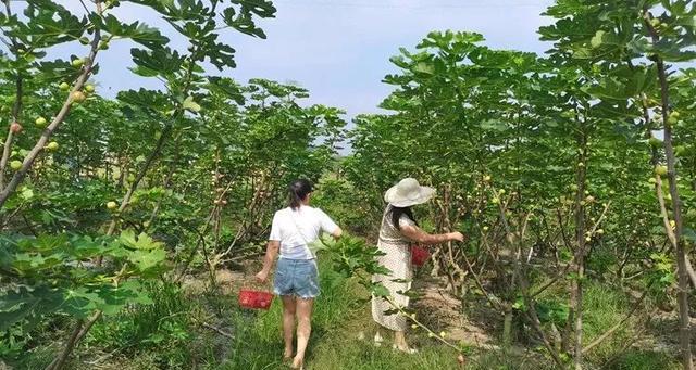 《诺亚之心》果子采摘攻略（探索迷幻世界）