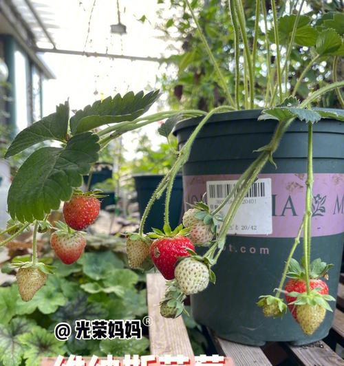 《诺亚之心》果子采摘攻略（探索迷幻世界）