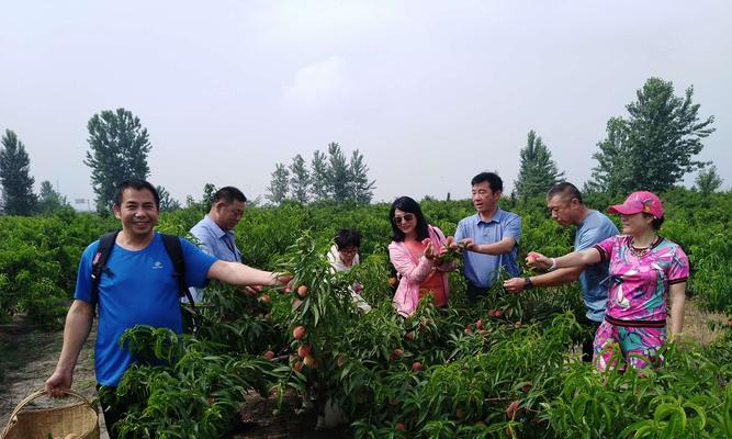 《诺亚之心》果子采摘攻略（探索迷幻世界）