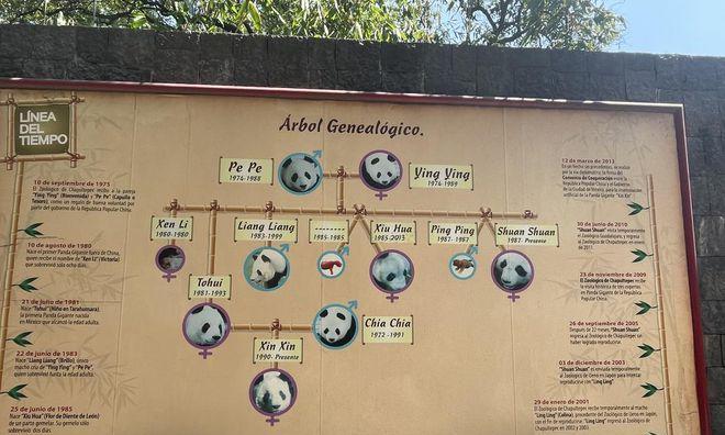 《零之战线》熊猫阵容搭配指南（打造最强熊猫阵容）