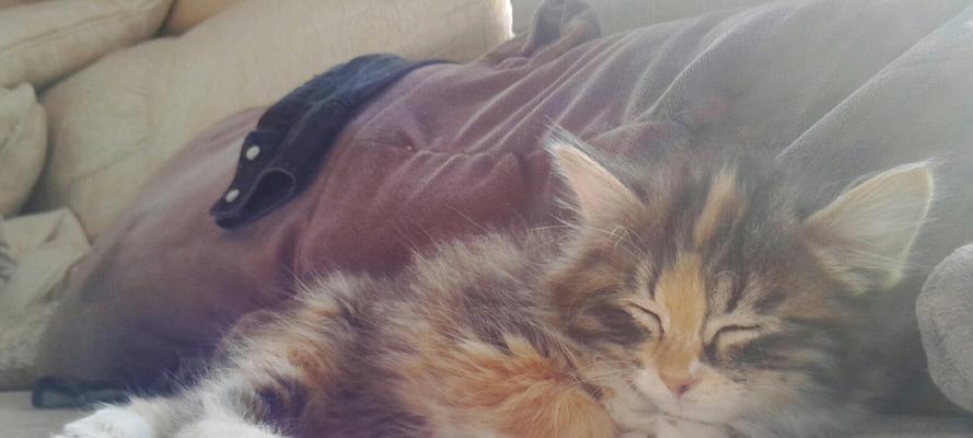 打造最强猫咪战队——以灵猫传布萌萌怎么样猫咪强度介绍