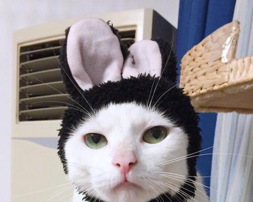 打造最强猫咪战队——以灵猫传布萌萌怎么样猫咪强度介绍