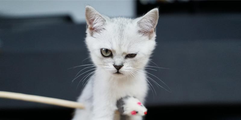 玩转灵猫传小花园（让你的猫咪欢乐无边）