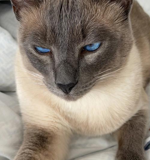 揭开《灵猫传英凶凶鉴》的猫咪英凶凶之谜（解密游戏中可爱却神秘的英凶凶）