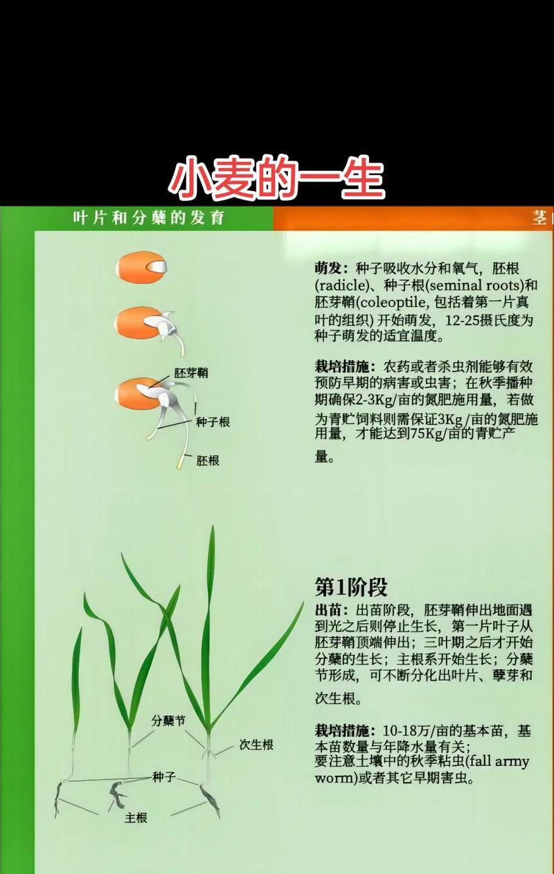 我的世界中麦子种植的步骤是什么？