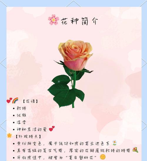 小玫瑰亲密值如何计算？一朵小玫瑰代表多少亲密？