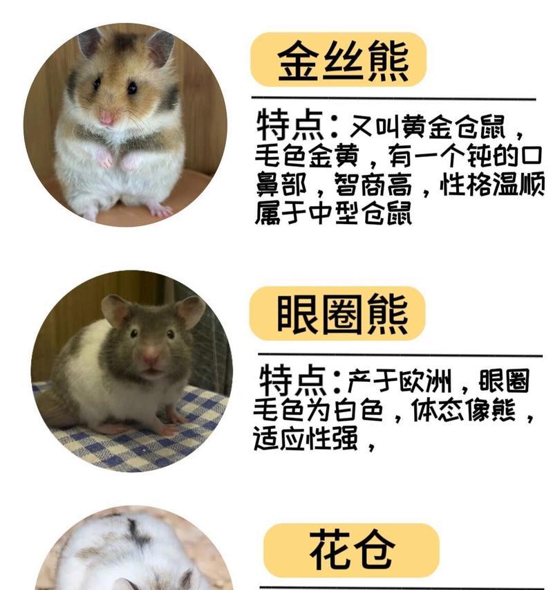 英雄联盟中的仓鼠角色名称是什么？
